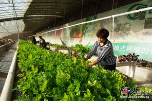从种植源头打造 舌尖上的安全 赵县绿色无公害蔬菜认证面积达11万亩
